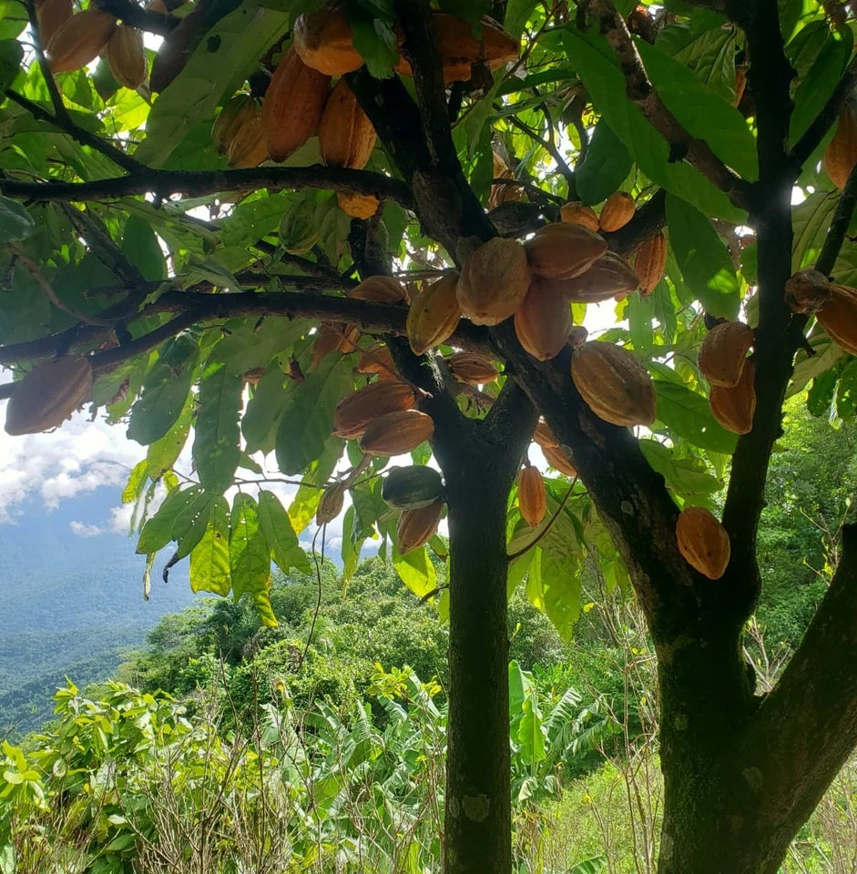 Best Dark Chocolate - Meybol Inti 70%