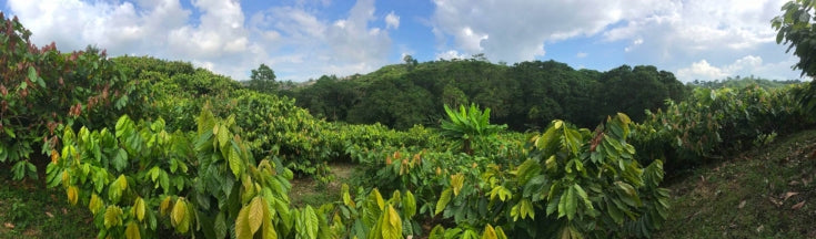 Milk Chocolate | Goodnow Farms - Limited Release, Banana Split 59%