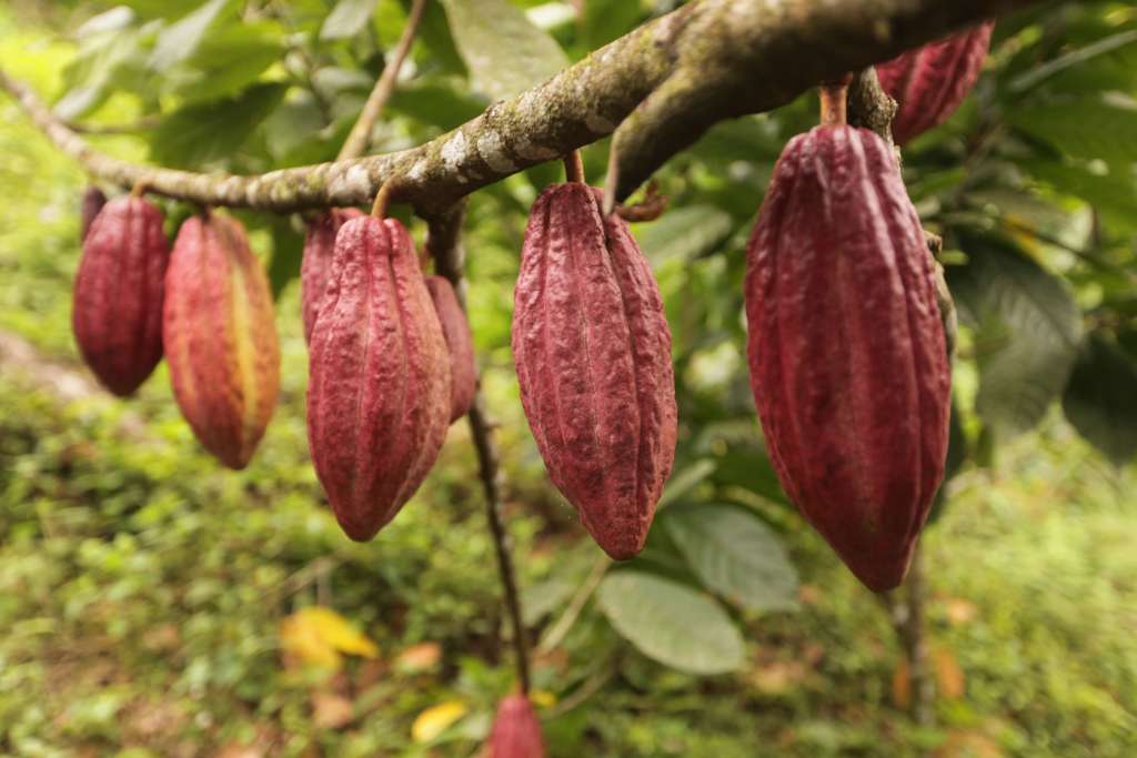 The Best Chocolate of the World | Goodnow Farms - El Carmen With Coffee Crunch 69%