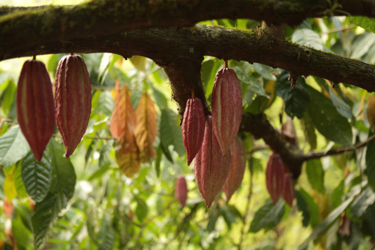 Goodnow Farms - Limited Release, Banana Split 59%