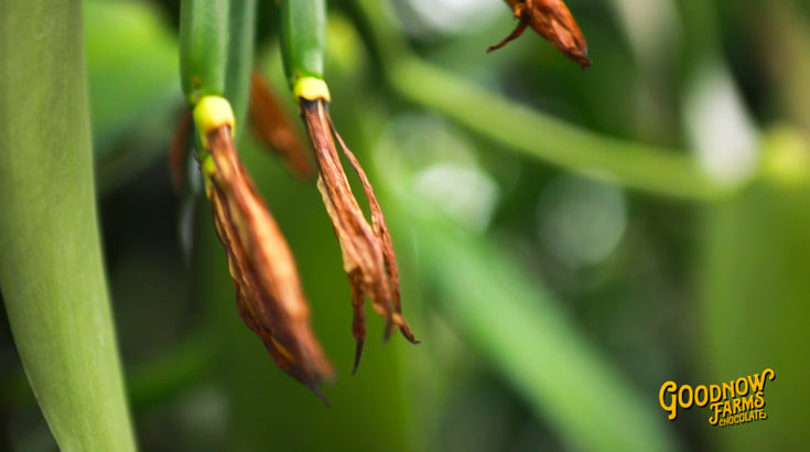 Goodnow Farms Chocolate - Limited Release, Banana Split 59%