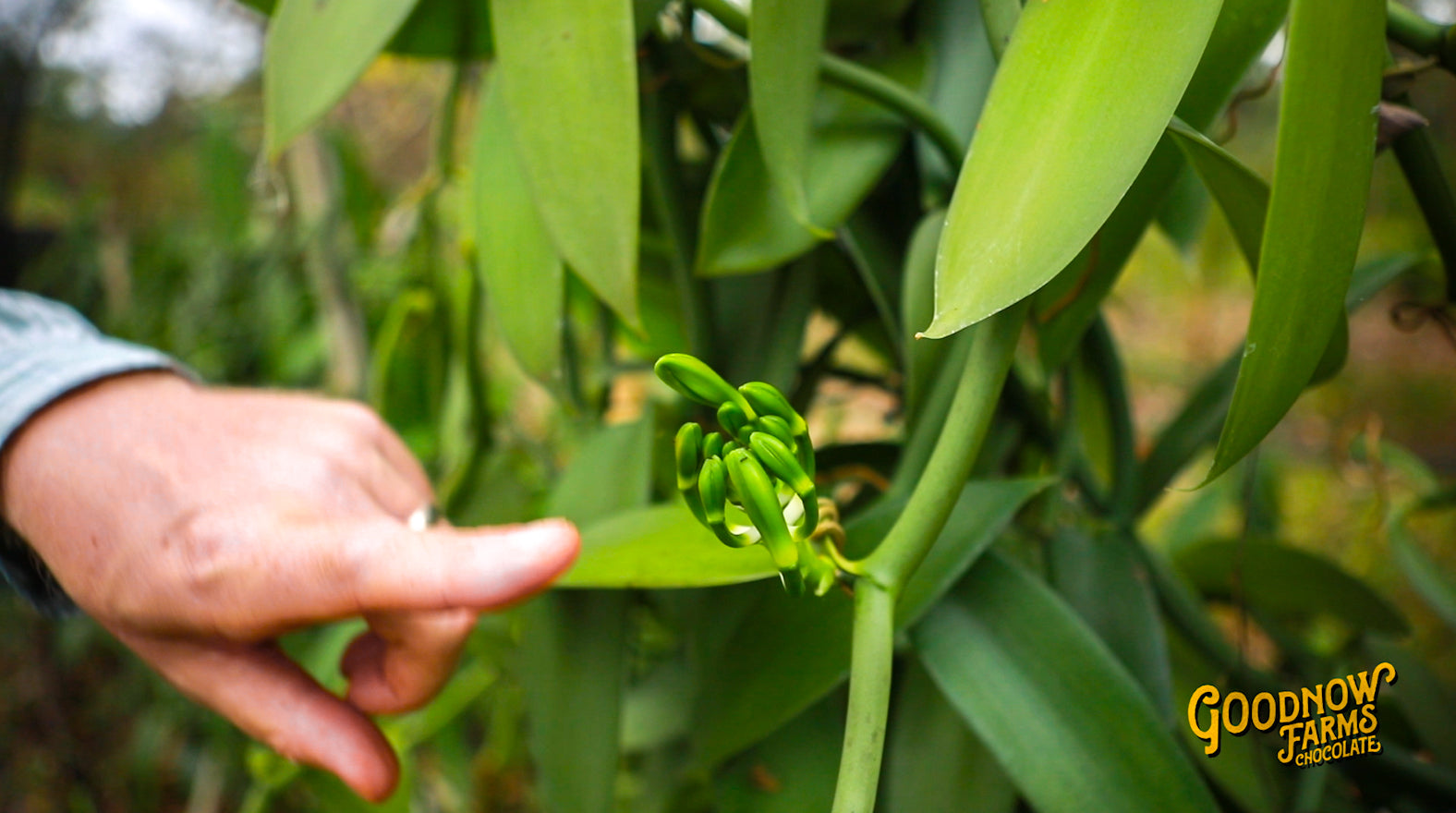 Best Chocolate in World | Goodnow Farms - Limited Release, Banana Split 59%