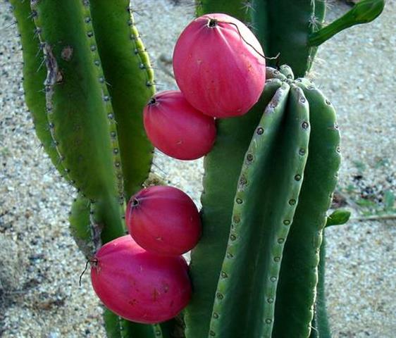 Pitaya De Mayo (Cactus Pear)