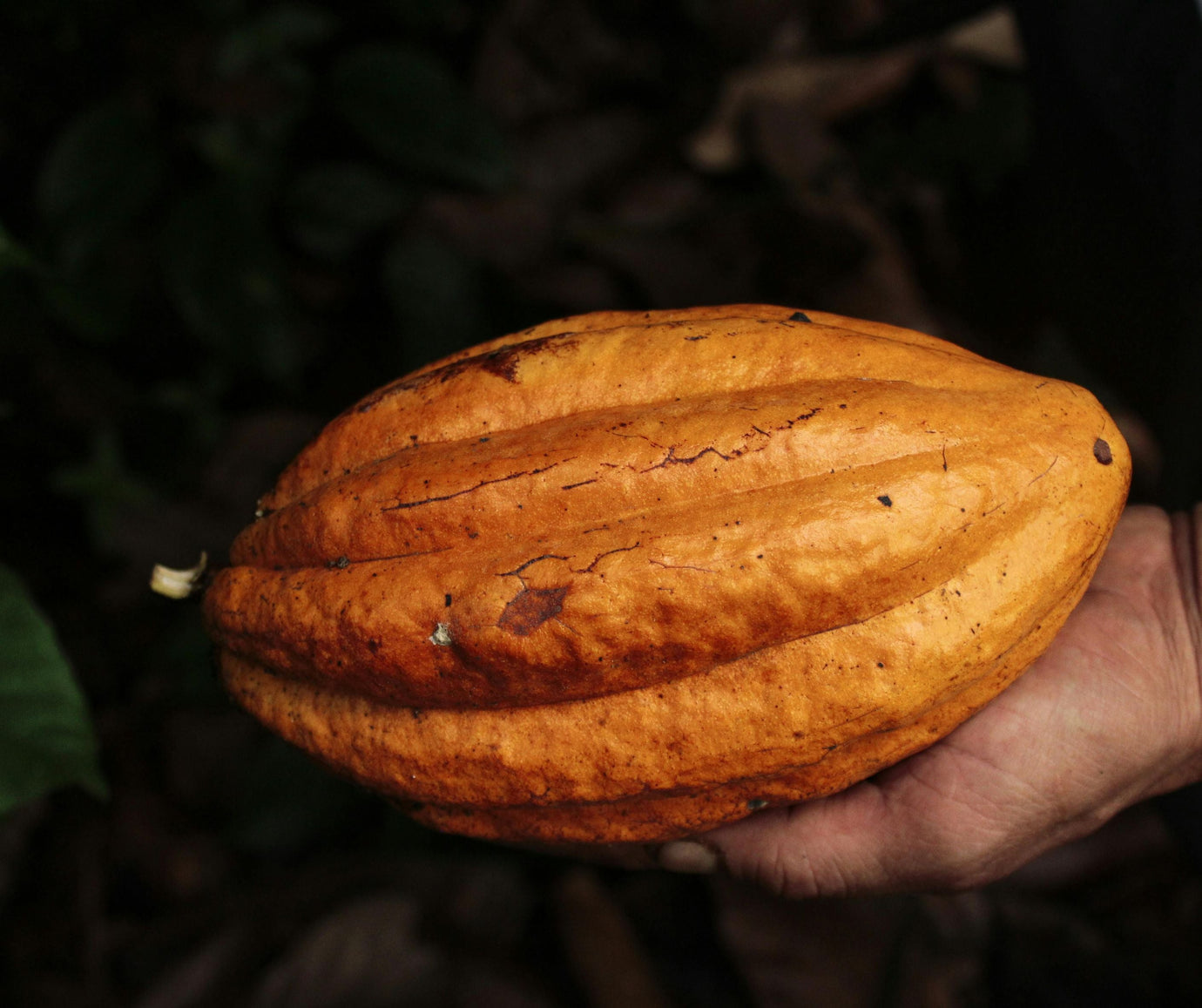 Criollo cacao pod